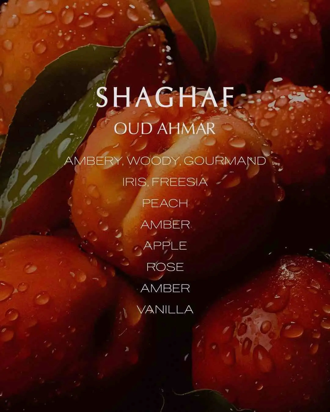 Shaghaf Oud Ahmar – Swiss Arabian Swiss Arabian